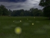 The Field of Fireflies