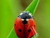 The Ladybug