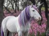 The Sparkle of Los Angeles: The Story of Eric Michael Pony, the Magical Unicorn