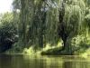 Magical wind in the Willow tree