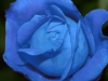 The Blue Roses and I