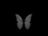 Dark Butterfly