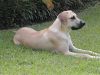 IN MEMORIUM...LOYAL BELLADONNA, OUR BLACK MOUTH CUR