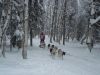 History of the Iditarod