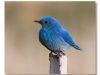 Mr Bluebird