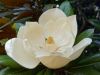 magnolia empathy