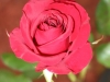 April's Rose
