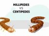 the Centipede and the Millipede