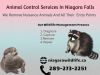 What to do about Raccoons? Wildlife Removal Niagara Falls