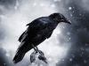 Our Quiet Raven