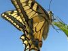poem: The First of Many Swallowtails