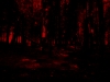 Through the Red Forest
