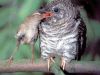 Small birds laying cuckoo eggs