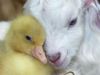 Baby Swan and Lamb together  