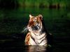 Save India's Tigers