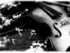 Letter to my Violin