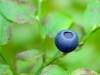 I'd rather be living on a blueberry.