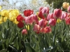 I love Tulips