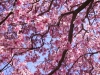 Blossom of April