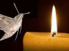 Moth to Your Flame