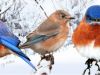Bluebirds in the Snow 