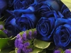 SixTeen Blue Roses
