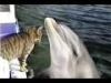 The Cat and Dolphin"