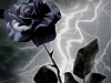 Black rose