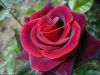 The Rose Of Life