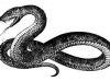 Befriended Serpent