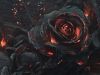 Black Roses Blooming