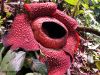 Rafflesia - Fear of Infringement - an Acrostic 