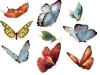 Butterflies