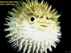 The Puffer Fish