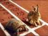 The Tortoise, The Hare and The Finish line