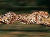 Be Like Cheetah