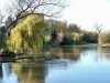 River Gifts to the Willow's Weep