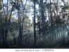 bushwalker delight