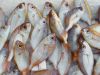 Best methods for seafood conservation