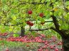 Glances captured in the Bounty of An Orchard