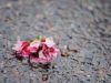 A smashed flower on the sidewalk