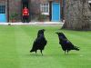 England's Faithful Ravens