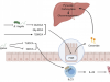 The role of intestinal microbiota and its metabolites in metabolic diseases