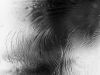 Glass Darkly
