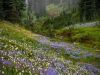 The Lavender Bush 