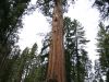 The Redwood (11-85)