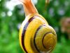 Philosophy of The Snail