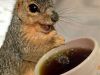I am a squirrel on caffine
