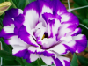 Lisianthus Is Not A Daffodil