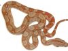 Should Pet Boas For Sale Consistently Soak In Their Water Bowl?